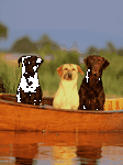 pic for Dogs Canoe